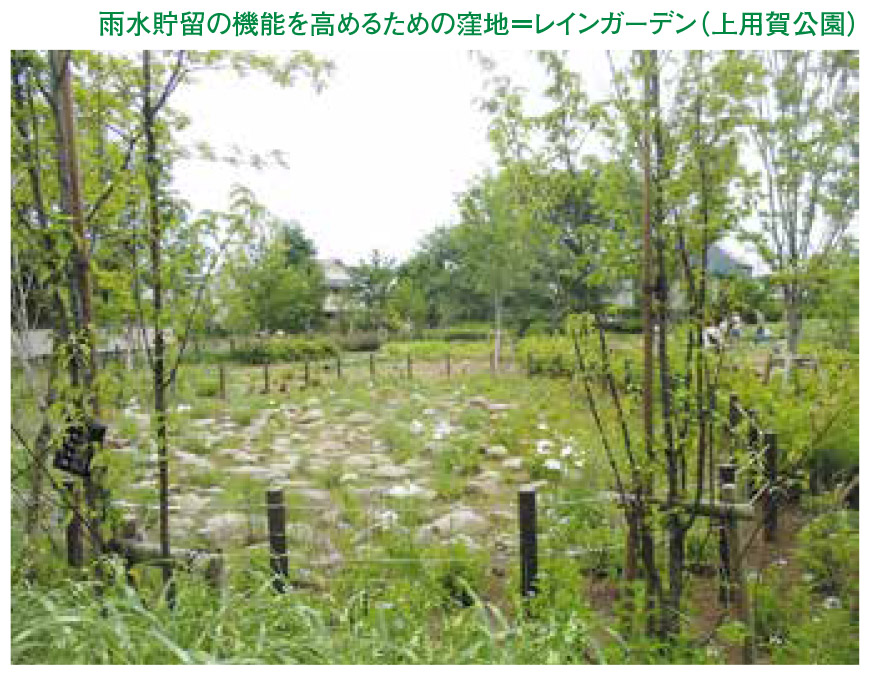 雨水貯留の機能を高めるための窪地＝レインガーデン（上用賀公園）